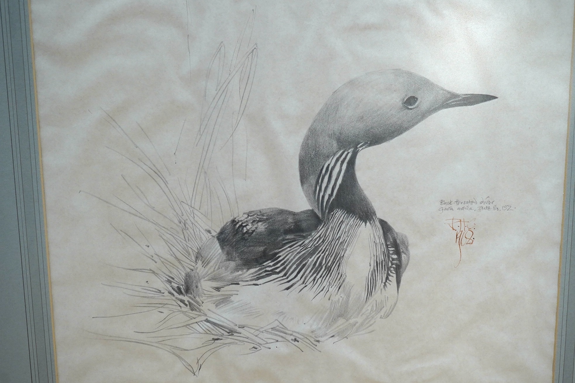 Raymond Harris Ching (New Zealand b.1939), pencil study of a black throated diver, 32.5x39cm. Condition- good